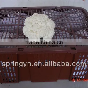 Frozen Packed Hotbed White Cauliflower With Top Grade Flower Vegetables thumbnail-2