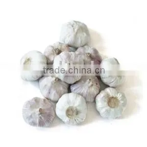 Garlic thumbnail-1
