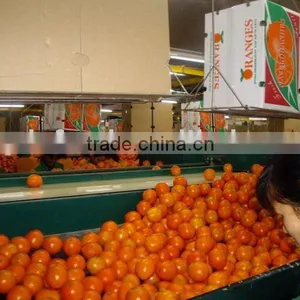 Good Quality Navel Orange thumbnail-1
