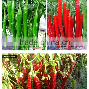Hot Sale Hybrid High Yield Chili Pepper Seeds-Fragrant Spicy No.12 thumbnail-2