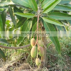 Mango Tree Seedling Mangifera Indica Tree Seedlings thumbnail-4