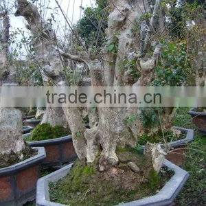 Lagerstroemia Indica L. Bonsai thumbnail-1