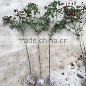 2 -5 Years and 30-120cm Rosa Rugosa Seedlings For Beautiful Roses thumbnail-5