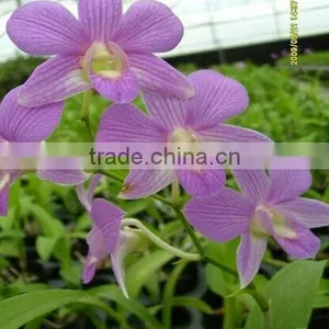 Dendrobium Hybrids Blooming Orchids Dendrobium Flower thumbnail-1