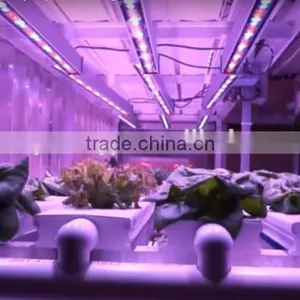 3.3ft IP65 36W LED Grow Bar Light for Plant Tissue Culture thumbnail-2