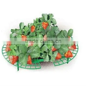 Garden Strawberry Support thumbnail-1