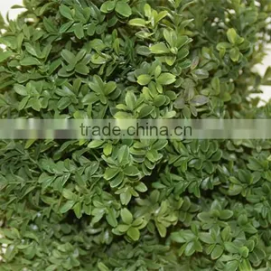 SJ041116 Small Bonsai Ball Plant Topiary Tree for Indoor Decoration thumbnail-3