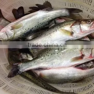 Frozen Seabass Fillets 5-7oz,7-9oz Lateolabrax Japinicus for Middle East Market thumbnail-3