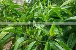 Indian Justicia Adhatoda thumbnail-4