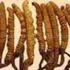 Cordyceps Sinensis P.E. thumbnail-1