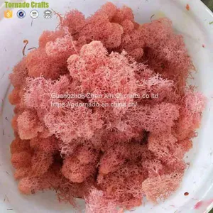 High Quality 500G Per Box Artificial Decorative Moss Preserved Moss for Moss Wall Decoration thumbnail-5