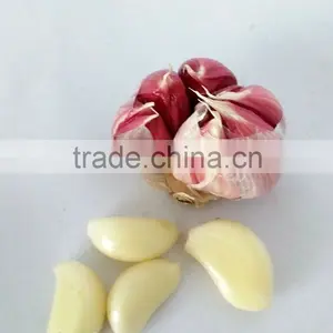Wholesale Fresh Garlic Cloves Price thumbnail-2