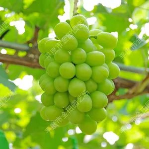 Sunshine 13 Grape Seedling Grape Vines thumbnail-1