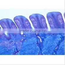 Animal Histology Teaching Slides,Animal Histology Slides,Mammal Histology Slides thumbnail-1