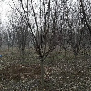 Prices of 3cm, 4cm, and 5cm Malus Micromalus, Price Quotation From the Place of Origin, High Survival Rate thumbnail-3