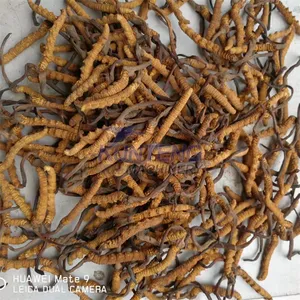 Cordyceps Herb Automatic Drying Line Mesh Belt Dryer Machine EPC thumbnail-1