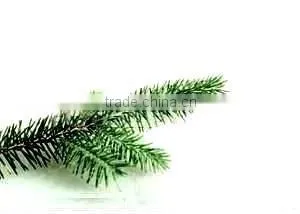 Essential Oil of Pine thumbnail-1