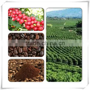 VIETNAM ROBUSTA COFFEE thumbnail-1