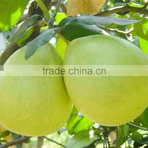 2015 China Original Fresh Honey Yellow Pomelo for Sale thumbnail-1