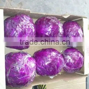 Cruciferous Vegetables Product Type and Fresh Style Cabbage thumbnail-1