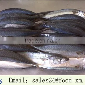 Fresh Mackerel for Sale thumbnail-1