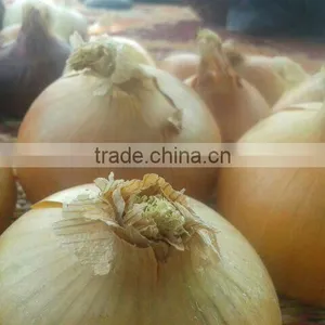 FRESH YELLOW ONION DIFFERENT SIZES thumbnail-1