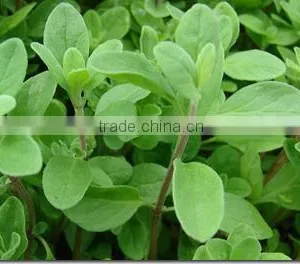 Sweet Marjoram (Origanum Majorana) Essential Oil thumbnail-1