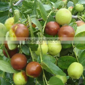Jujube Tree Seedling thumbnail-1