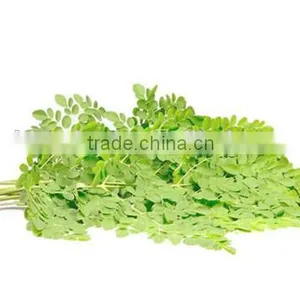 GMP Kosher Natural Moringa Leave Powder/Moringa Oleifera Powder thumbnail-2