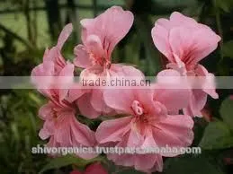 Calamus Oil thumbnail-3