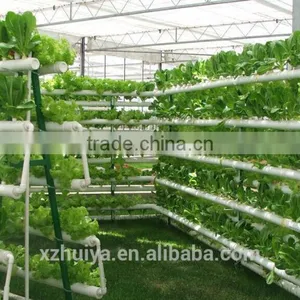 Spinch Growing Sponge thumbnail-5