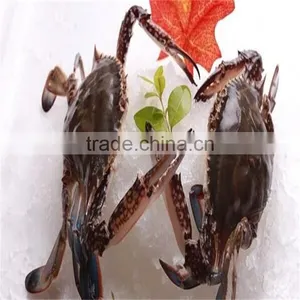 Frozen Blue Swimming Crab Seafood With Professional Services thumbnail-1