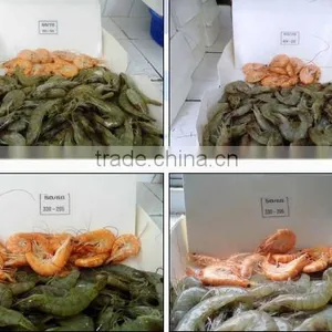 HOSO /HLSO Vanamei White Shrimp thumbnail-2