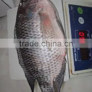 Frozen Tilapia thumbnail-4