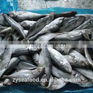 Raw Clean Horse Mackerel Cargo From FAO 61 thumbnail-2