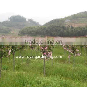 Prunus Serrulata Landscaping Trees thumbnail-3
