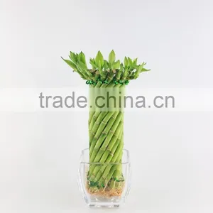 Spiral Cage 20cm thumbnail-1