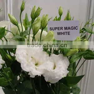 Colorful New Arriving Varieties of Fresh Cut Flower Eustoma thumbnail-5