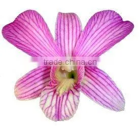 D-012 : DENDROBIUM PINK LINE ORCHID thumbnail-1