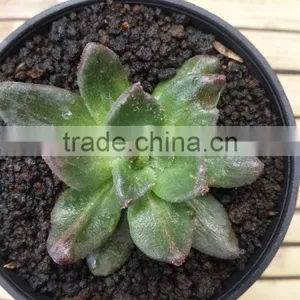 Echveria Blackprince Mutation thumbnail-1