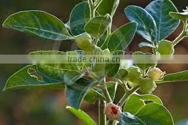 WITHANIA SOMNIFERA thumbnail-2