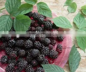 Freeze-Dried Mulberry Antioxidant Berry Fruits thumbnail-1