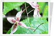 Epimedium Extract/Brevicornum Maxim/Icariin /CASNo.:489-32-7 thumbnail-1