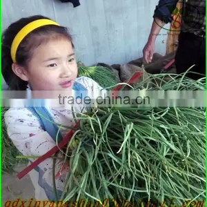 Fresh Garlic Sprout 2015/Garlic Moss thumbnail-2