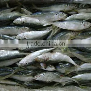 High Quality Horse Mackerel(Decapterus Maruadsi) 160-180 Pcs thumbnail-1