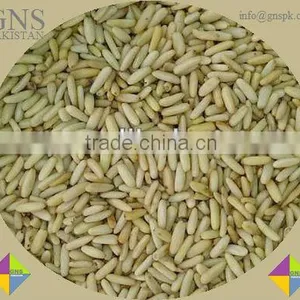 Pine Nut : Pakistan Origin thumbnail-1