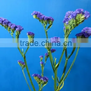 Pure and Mild Flavor Best Selling Beautiful Myosotis Fresh Flower for Decoration thumbnail-1