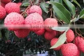 FROZEN LYCHEE FOR SALE thumbnail-2