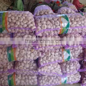 Bulk Garlic for Sale thumbnail-1