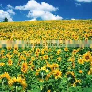 Raw Sunflower Seeds 0409 Stye thumbnail-4